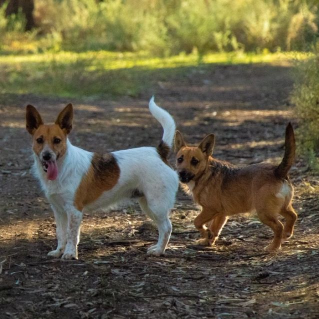 Photo of Spot & Missy *On Trial In Their New Home*
