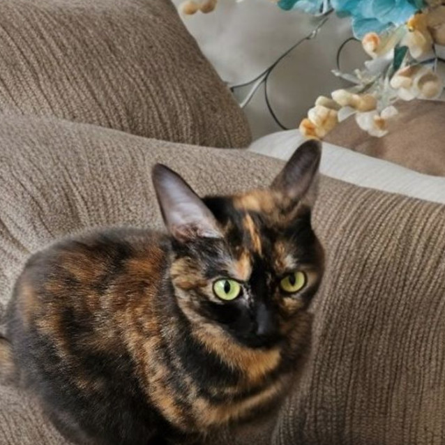 Photo of Hazel ^^Dandy Cat Rescue^^