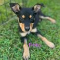 Photo of Frito