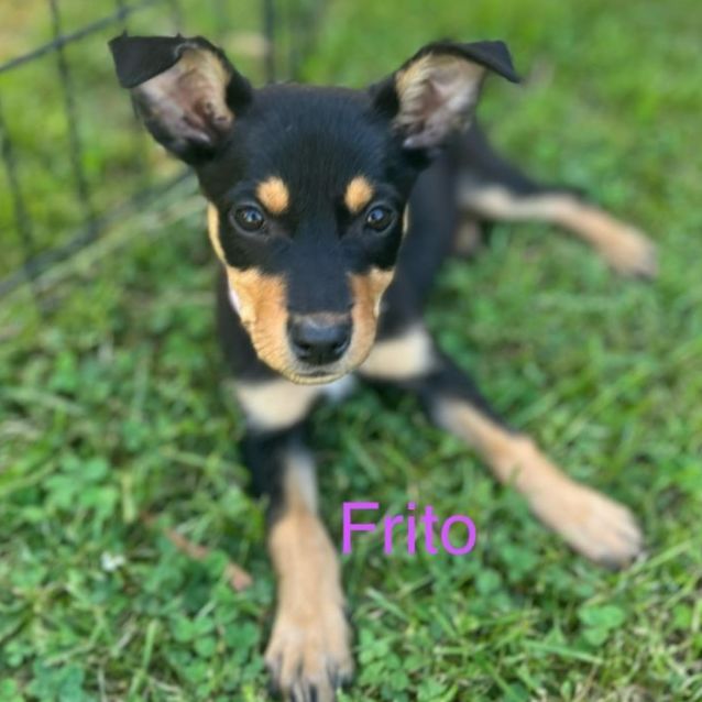 Photo of Frito