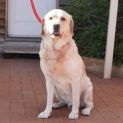 Photo of Captain