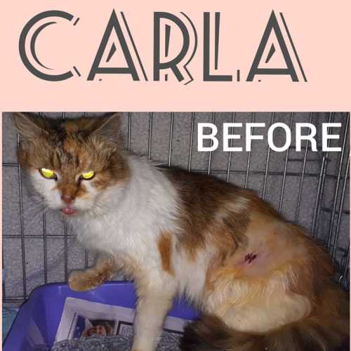 Carla
