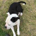 Photo of Tux