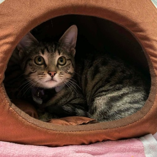 Bluebell **2nd Chance Cat Rescue **