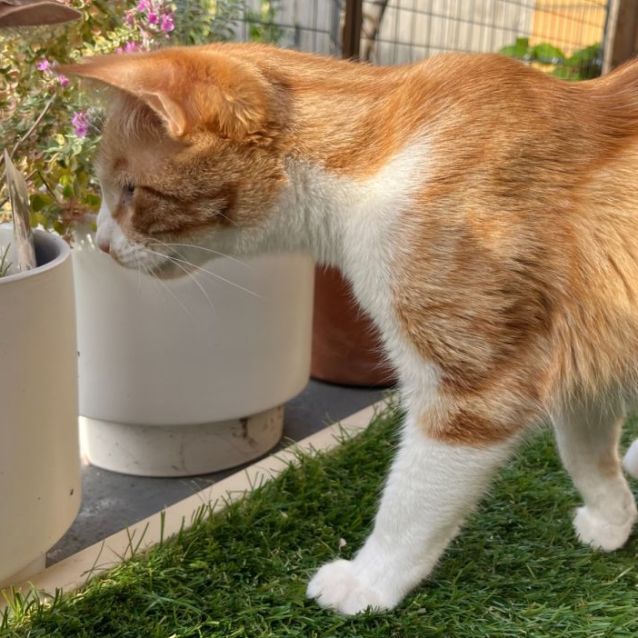 Photo of Blaze *9 Lives Project Rescue*