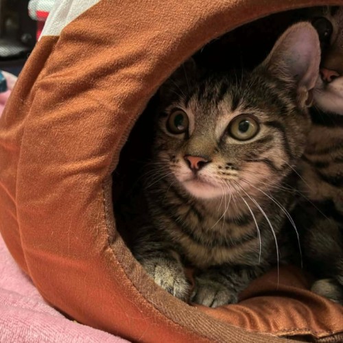 No photo for Bluebell **2nd Chance Cat Rescue **