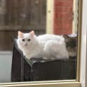Photo of Snowblue