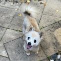Photo of Boo