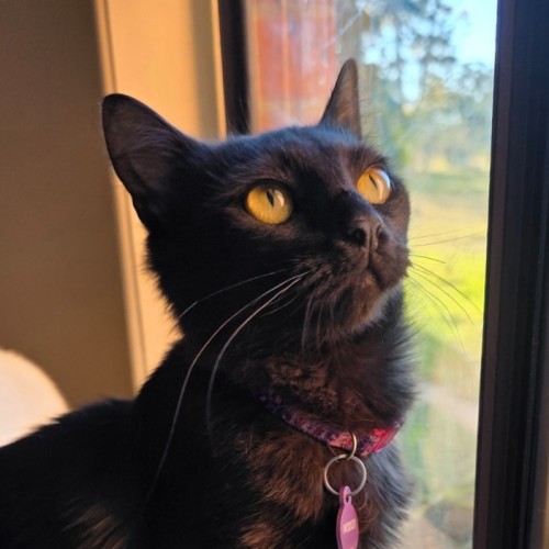 Ember
