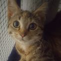 Photo of Avery ^^Dandy Cat Rescue^^