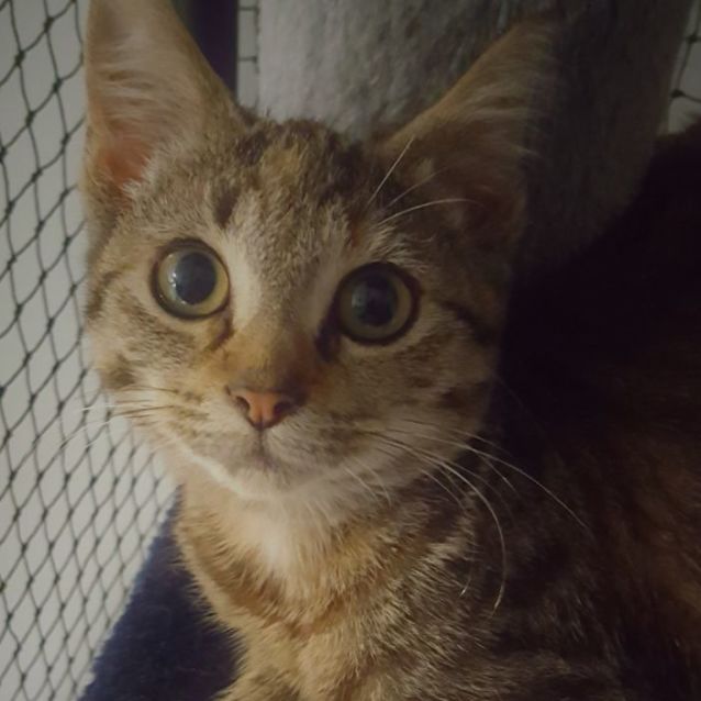 Photo of Avery ^^Dandy Cat Rescue^^