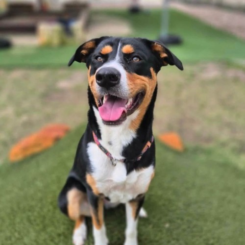 Morgan ~ 1yo German Shepherd x Cattle Dog x Kelpie