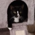 Photo of Bella