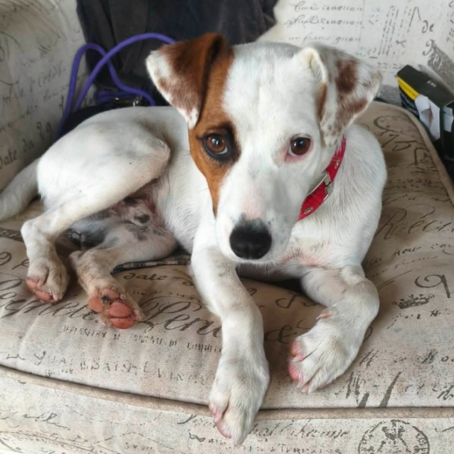 Rusty - Small Male Jack Russell Terrier Dog in VIC - PetRescue