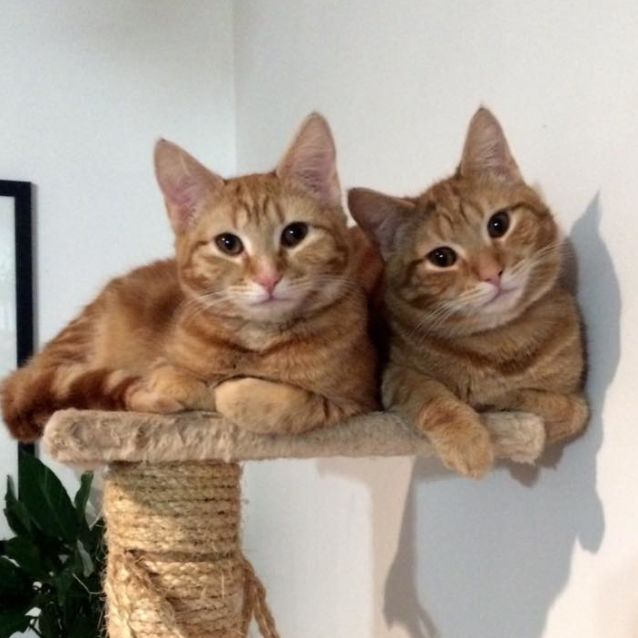 Photo of Gentle Bambi 💜 $100 Christmas Special