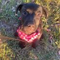 Photo of Velvet