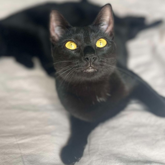 Photo of Charcoal (Located In Preston)