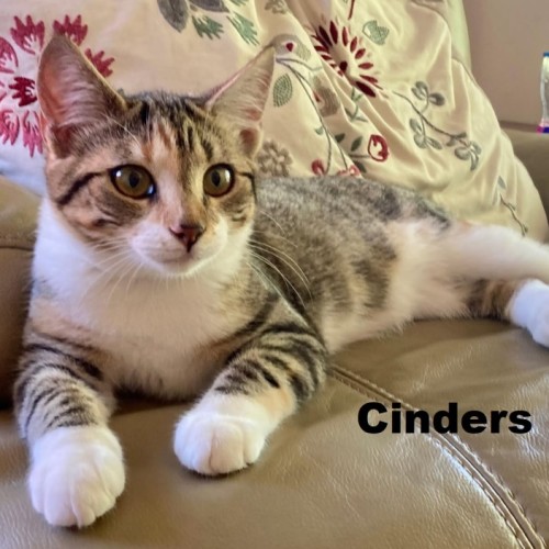 Cinders