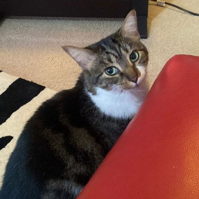 Photo of Coco