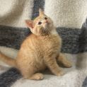 Photo of Apricot