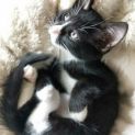 Photo of Bullet
