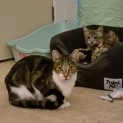 Photo of Hackett ** 2nd Chance Cat Rescue**