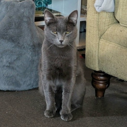No photo for Arlo *9 Lives Project Rescue*