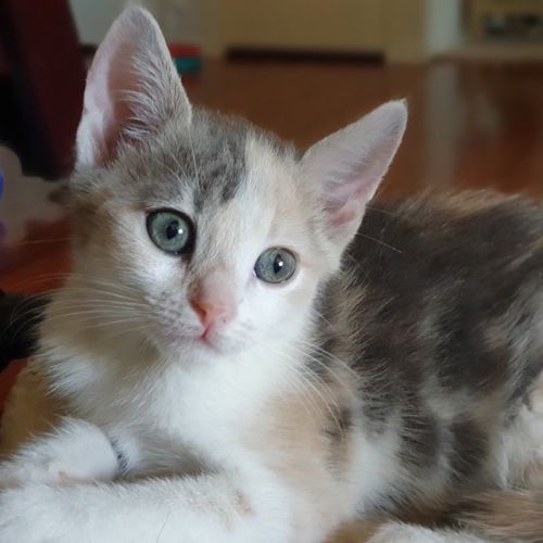 Penelope (Penny)- (on trial 3/1/22)