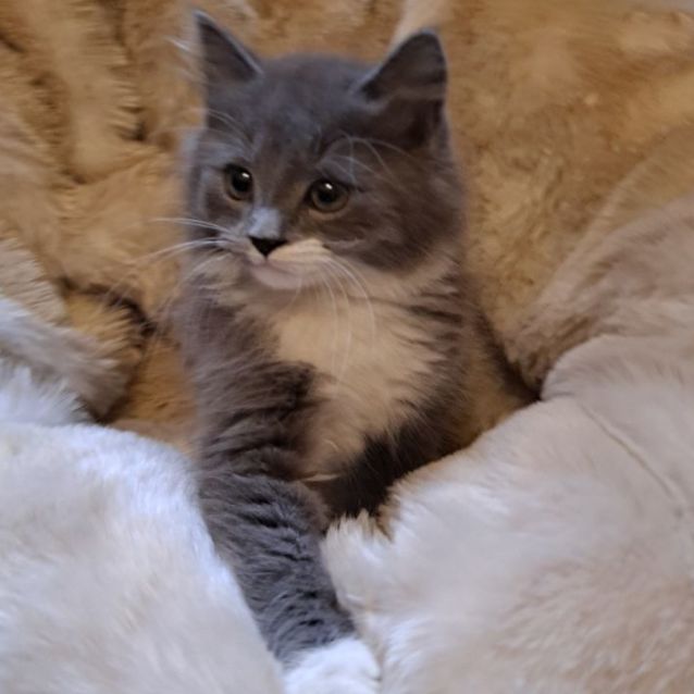 Photo of Angelo & Kosta