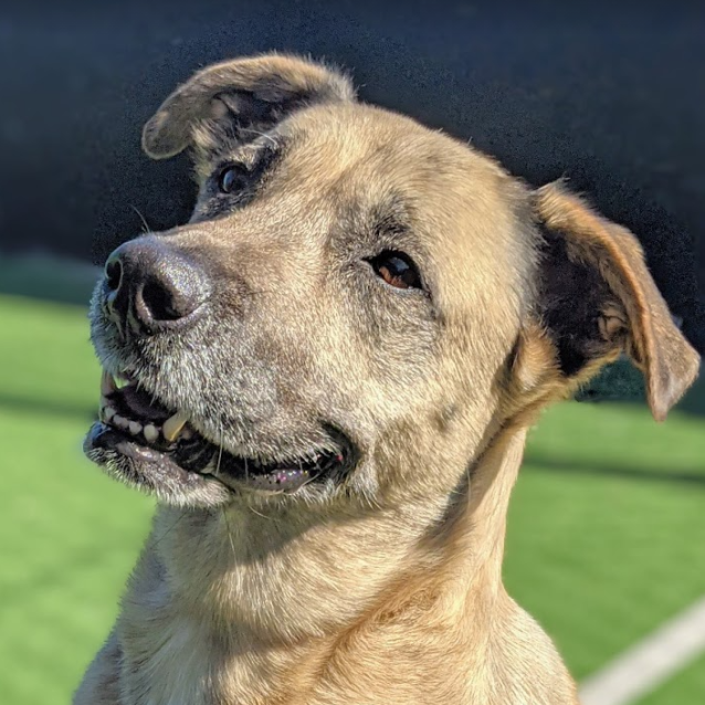 Photo of Savannah ~ 8yr Old Husky X(on Trial 2/10/21)