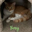 Photo of Foxy