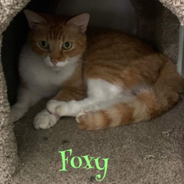 Photo of Foxy