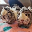 Photo of Hedgehog & Speedy (Located In Bentleigh East)