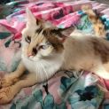 Photo of Skittles