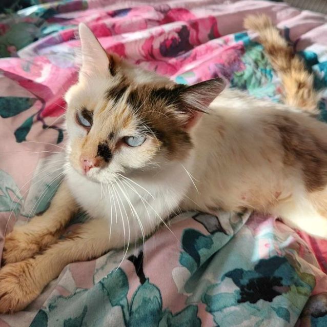 Photo of Skittles