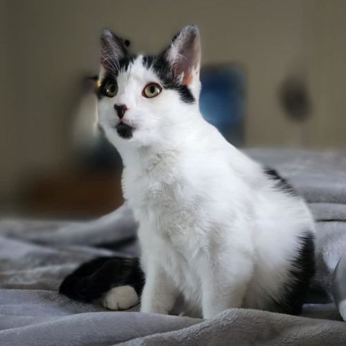 Oreo