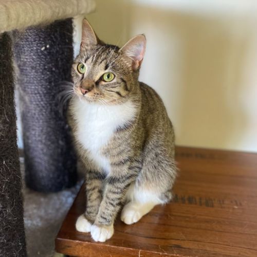 2nd Chance Cat Rescue PetRescue