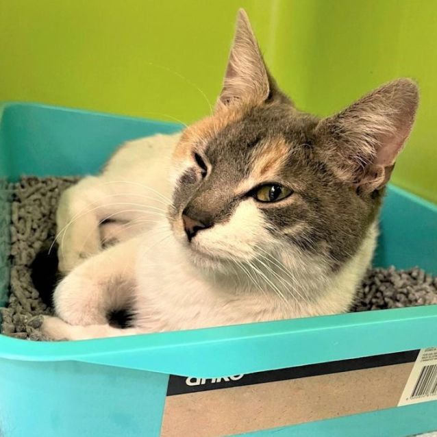 Photo of Bebe ^^Dandy Cat Rescue^^