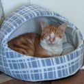 Photo of Mr Ginger