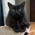 Photo of Duchess