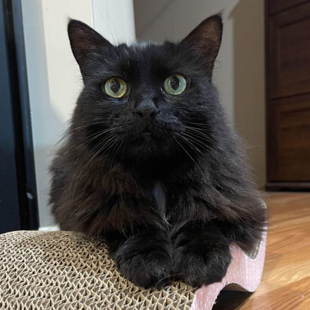 Photo of Duchess