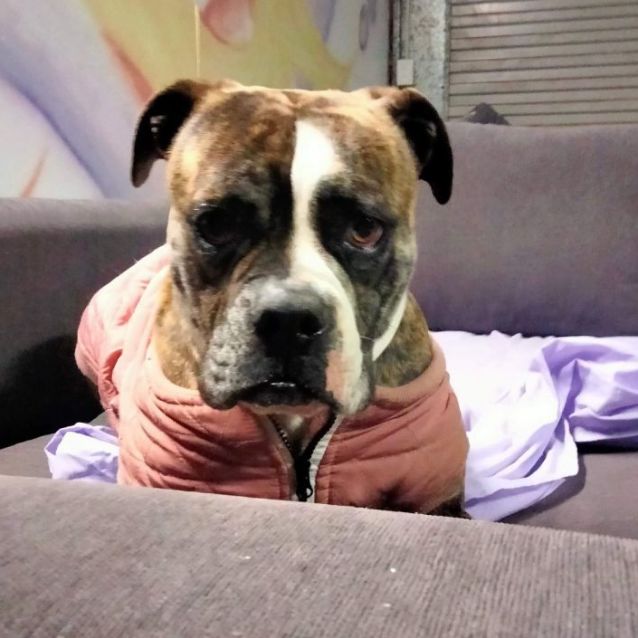 Photo of Bubba