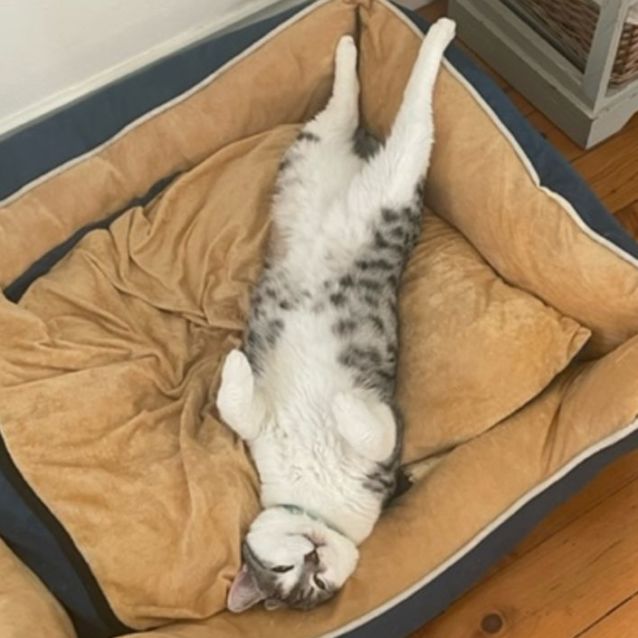 Photo of Konan And Kobah