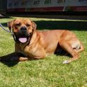 Photo of Apollo