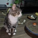 Photo of Dexter **2nd Chance Cat Rescue**