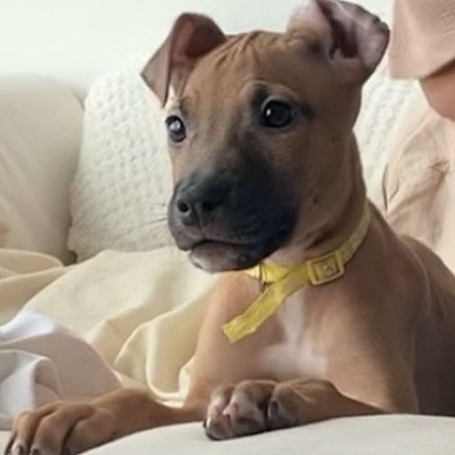 Photo of Dobbina