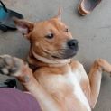 Photo of Rusty