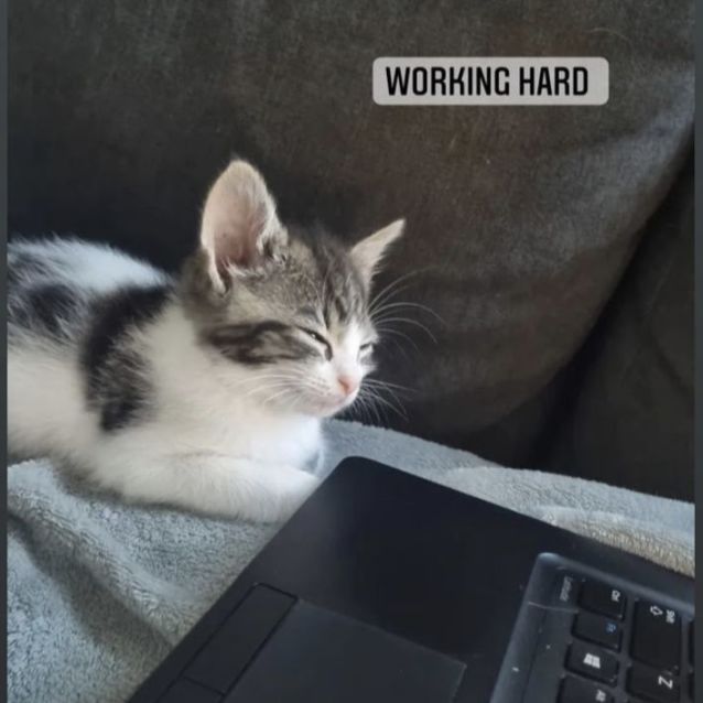 Photo of Baby Yoda & Chewy 