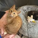 Photo of Linzer**2nd Chance Cat Rescue**