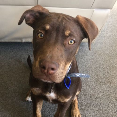 Scout ~ 5mo Doberman X Mastiff(On Trial 11/09/21)